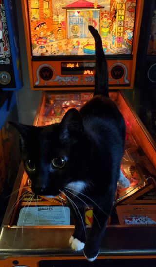 Furry Helper